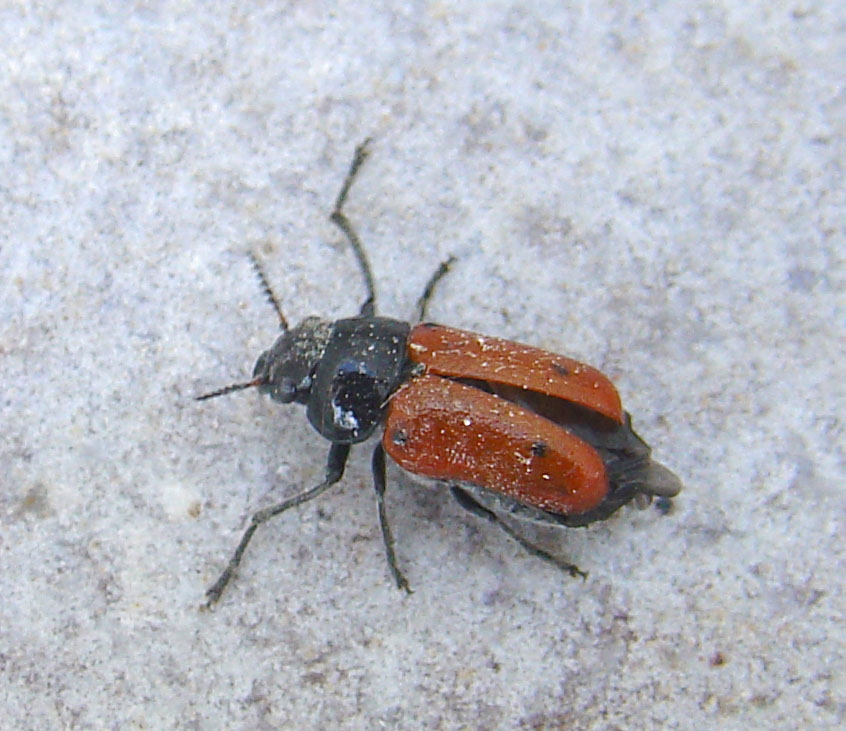 Clytra quadripunctata